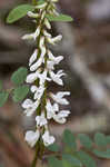 Carolina vetch